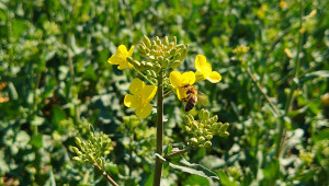 Пчелар от Добруджа: Оцеляха малко пчелни семейства - Agri.bg