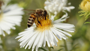 Внимание, пчелари - пръскат жп линии в Северозапада с хербицид - Agri.bg