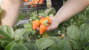Семейна ферма за ягоди с отлични добиви без пестициди и минерални торове  - Снимка 2