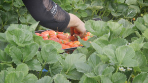 Семейна ферма за ягоди с отлични добиви без пестициди и минерални торове  - Снимка 4