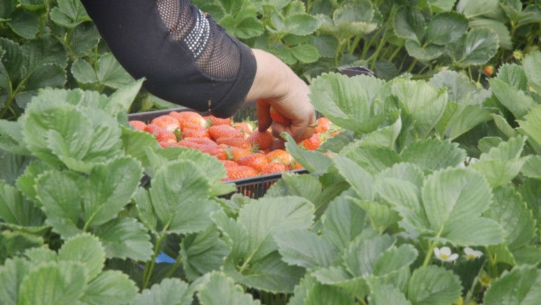 Семейна ферма за ягоди с отлични добиви без пестициди и минерални торове 