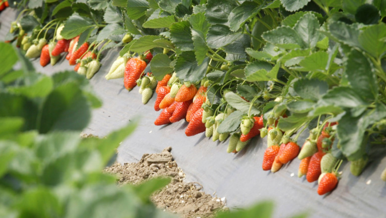 Семейна ферма за ягоди с отлични добиви без пестициди и минерални торове | Agri.BG