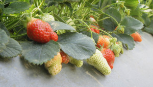 Семейна ферма за ягоди с отлични добиви без пестициди и минерални торове  - Снимка 7