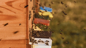 Изследване: Дървените пчелни кошери са неефикасни