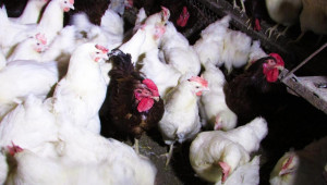 Разширяват птицеферма с още 100 000 кокошки-носачки