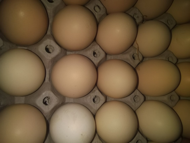 Продавам пресни яйца от местни кокошки - Снимка 1
