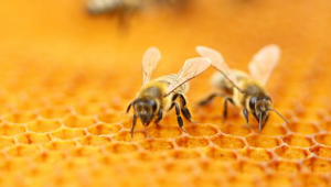 За какво е важно хигиенното поведение при пчелите?