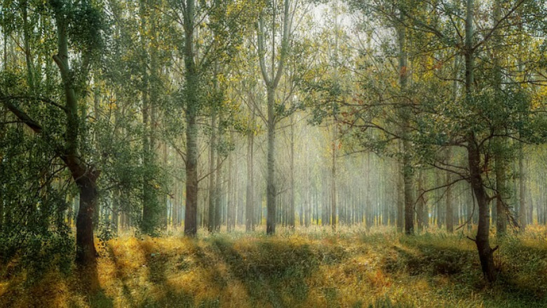 Александър Дунчев поема Агенцията по горите