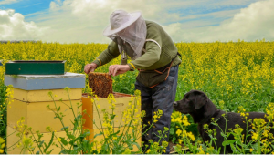 Видеолекция: Рискове за пчелите, свързани с растителното здраве