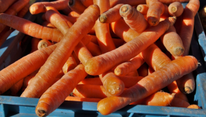 Фермер: Турският морков задушава българския