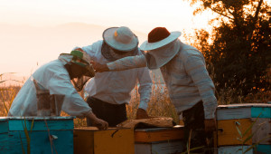 Министърът: Около 7 хиляди нерегистрирани пчелари остават неинформирани