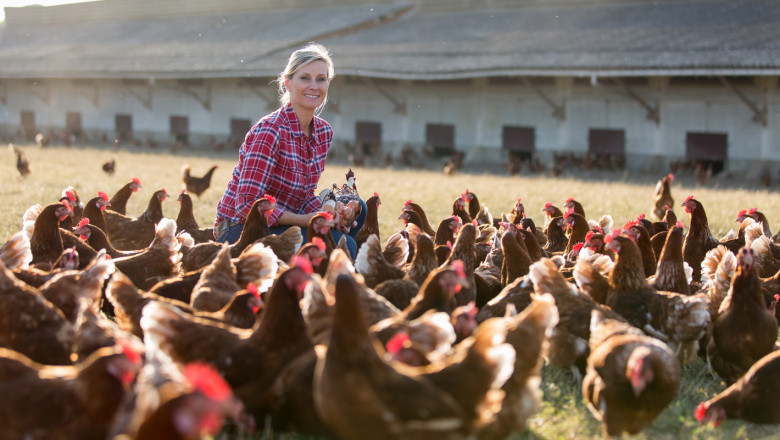 Увеличават се малките стопанства с до 200 пилета за месо