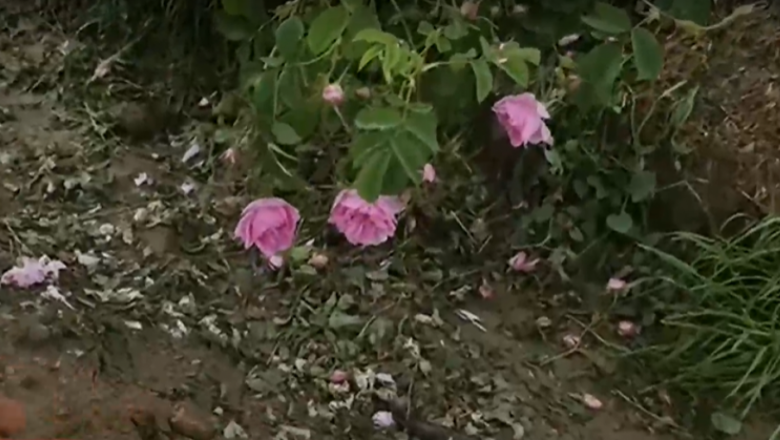 Градушка унищожи розови и лозови масиви в Карловско