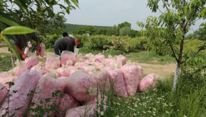 На среща в министерството: За какво ще настояват производители и преработватели на маслодайна роза - Agri.bg