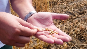 По-високите цени на зърното: Дали са причина за задоволство?