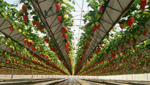 Предимства на отглеждането на ягоди с ротиращи се редове - Снимка 1