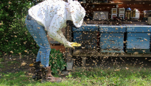 Биологично и прецизно пчеларство ще се учи в специален курс на Русенския университет