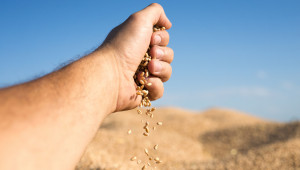 Очакванията за добра реколта подриват цената на зърното