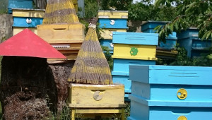 Как се отглеждат пчели? Ветеринарната гимназия в Добрич разширява обучението по пчеларство
