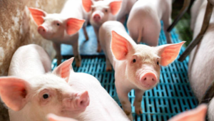По случая с изхвърлените свине: БАБХ не откри несъответствие в нито една от заподозрените свинеферми