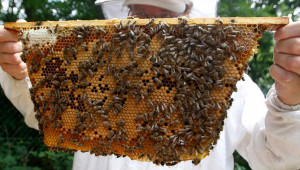 Пчелари искат кредитиране за близо 800 000 лева - Agri.bg
