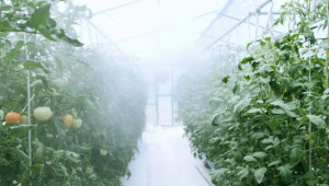 IT оранжерия гледа домати в мусонни условия