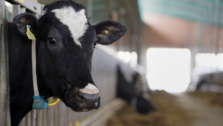 Агроиновации: Цифрови решения в млечното говедовъдство