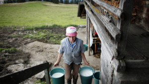 Агроанализатор: Част от неефективните млечни ферми ще отпаднат, което ще вдигне цените на млякото - Agri.bg