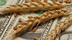 Борси: Положителните очаквания продължават да свалят цените на зърното