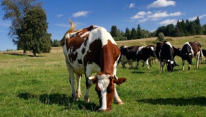Създава се Съвет по месо и мляко към аграрното министерство