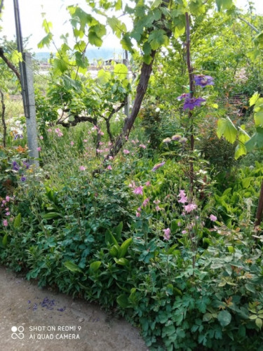 Богата овощна градина до двореца Кричим с оборудван фургон - Снимка 5