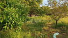 Богата овощна градина до двореца Кричим с оборудван фургон - Снимка 6