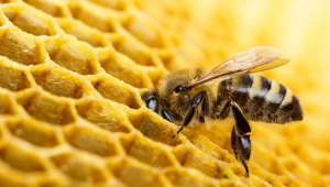 Прогноза: Реколтата от мед ще падне с около 70% - Agri.bg