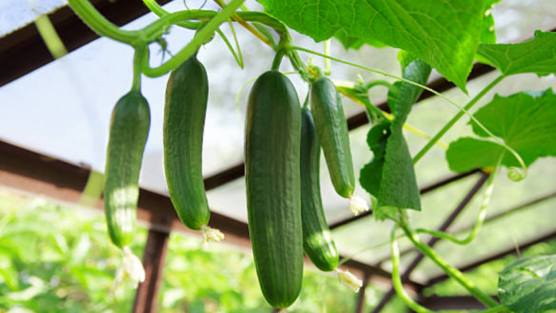 Анализатори: Краставиците се налагат като водещ оранжериен зеленчук