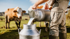 CAPA: Цената на биологичното краве мляко се повишава