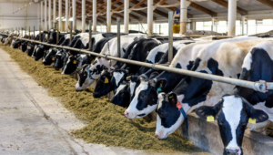 Видеоурок за съставянето на фуражен план в млечната ферма