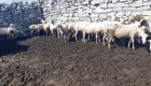Продавам 45 бр овце - Снимка 3