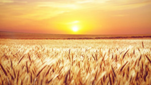 Rabobank: Фермерите в цял свят очакват огромна печалба тази година