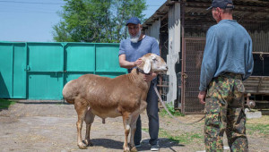 Арашан - нова порода гигантски овце - Снимка 1