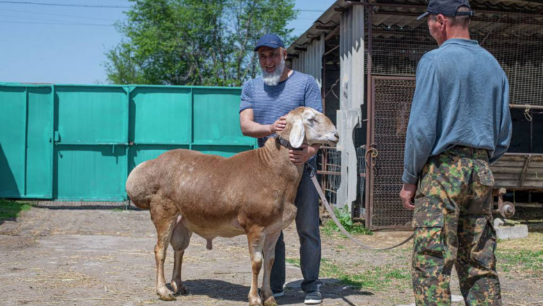 Арашан - нова порода гигантски овце