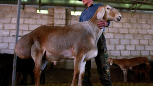 Арашан - нова порода гигантски овце - Снимка 2