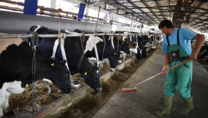 Умиращите ферми - над 4000 млечни стопанства фалираха в Германия. А у нас?
