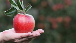 Как да се справите с вредителите при сливи, ябълки, череши