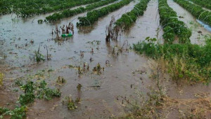 Потоп унищожи насаждения в Каварненско