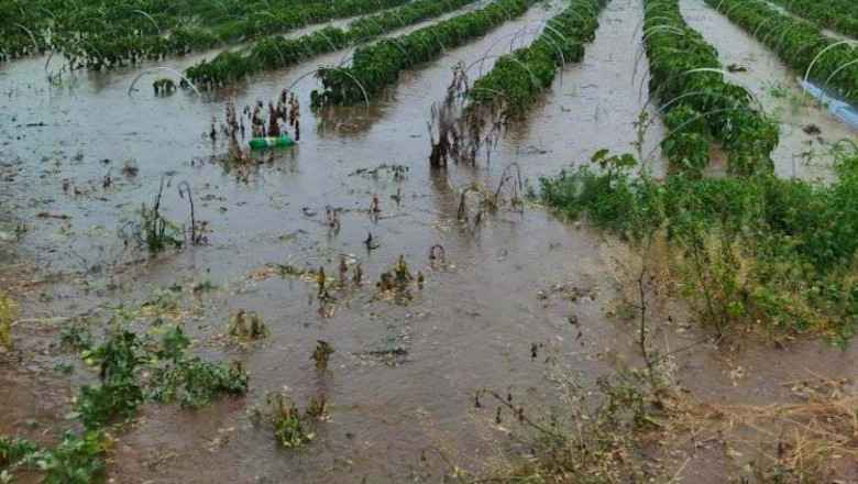 Потоп унищожи насаждения в Каварненско