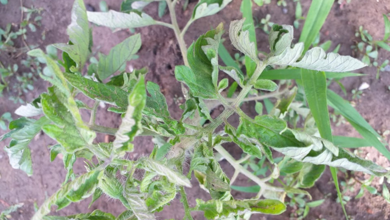 Ниски температури и дъжд може да провалят реколтата от доматите на открито