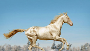 Ахал-текински кон