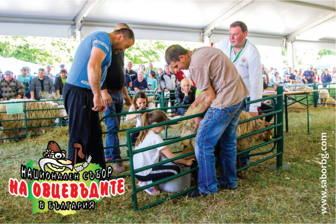 80 фермери показват свои животни на Събора на овцевъдите
