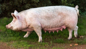 Най-големите ферми за свине майки