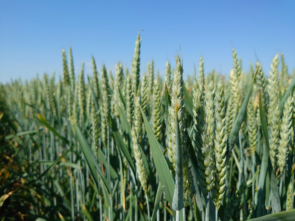 Как да опазим пшеницата и да напълним хамбарите? Отговорите дава БАЙЕР!